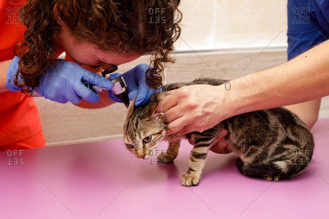 Unrecognizable woman in orange uniform and rubber gloves checking up cat ears on table in vet clinic