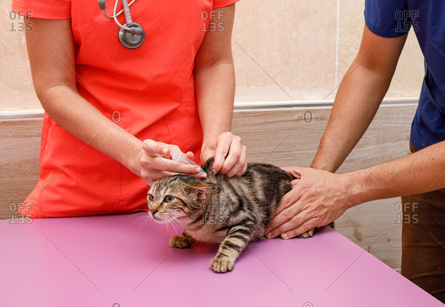 Unrecognizable woman in orange uniform giving a deworming vaccine with syringe in a cat on table in vet clinic