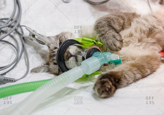 From above of calm white cat lying on table with anesthetic apparatus on muzzle in modern vet clinic
