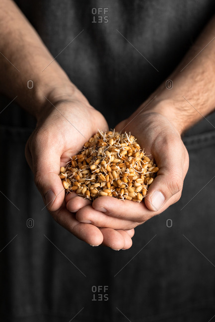 Crop male baker in black apron holding whole wheat sprouts for healthy artisan bread