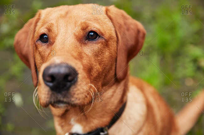 Close up of light brown lab outdoors