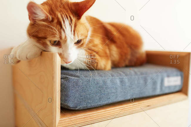 Orange and white cat relaxing in it\'s pet bed