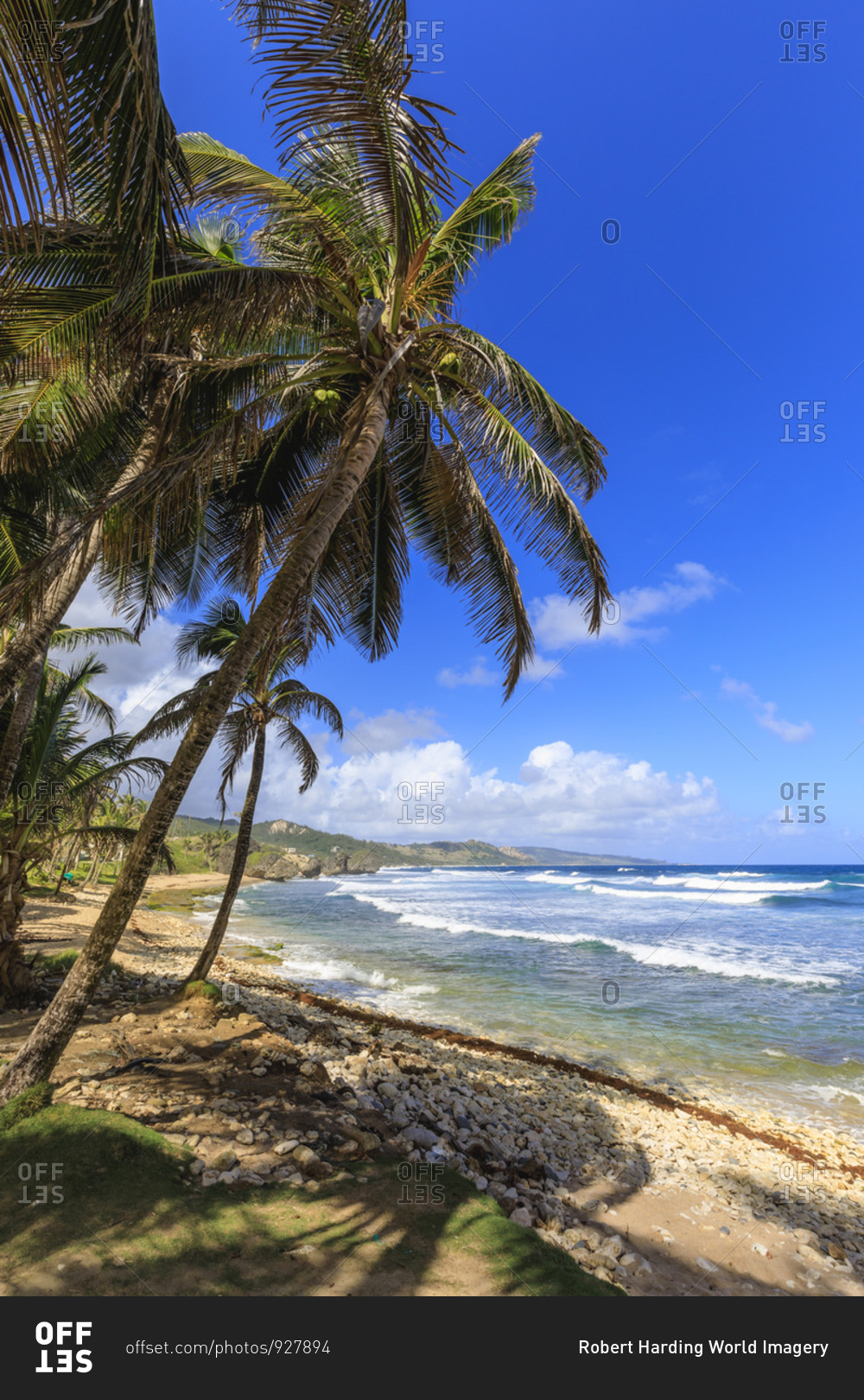 Bathsheba, windswept palm trees, Atlantic waves, rugged East Coast, Barbados, Windward Islands, West Indies, Caribbean, Central America