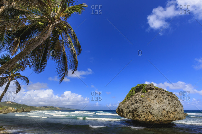 Bathsheba, Mushroom rock, windswept palm tree, Atlantic waves, rugged East Coast, Barbados, Windward Islands