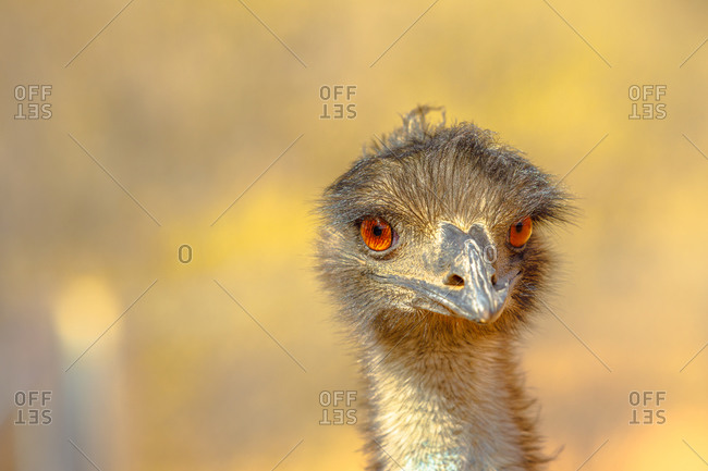 Front view of details of Emu (Dromaius novaehollandiae), a bird that features prominently in Indigenous Australian mythology, Northern Territory, Australia, Pacific