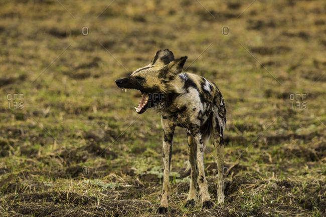 African Wild Dog yawns in grass pasture, South Luangwa National Park, Zambia, Africa