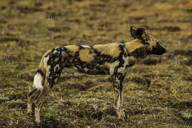 African Wild Dog stands poised in grass pasture, South Luangwa National Park, Zambia, Africa