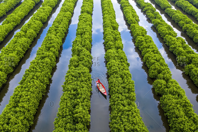 In the middle of mangroves forest, Quang Ngai, Vietnam, Indochina ...