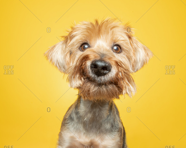 Studio portrait of a smiling Yorkie dog