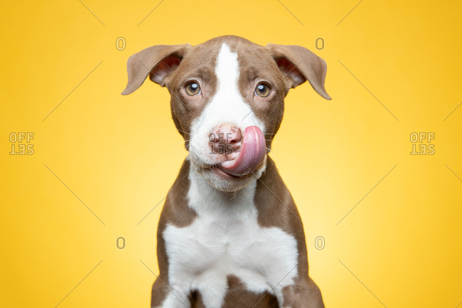 Studio portrait of a puppy licking