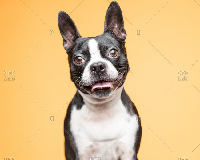 Boston hot sale terrier smiling