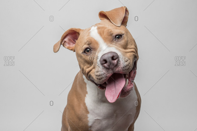 Studio portrait of smiling pit bull with it's tongue out