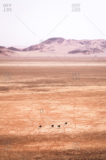 View from above of four ostriches walking in the desert with Tiras Mountains in the background, Kanaan Desert Retreat, border of Namib Desert, Namibia, Africa