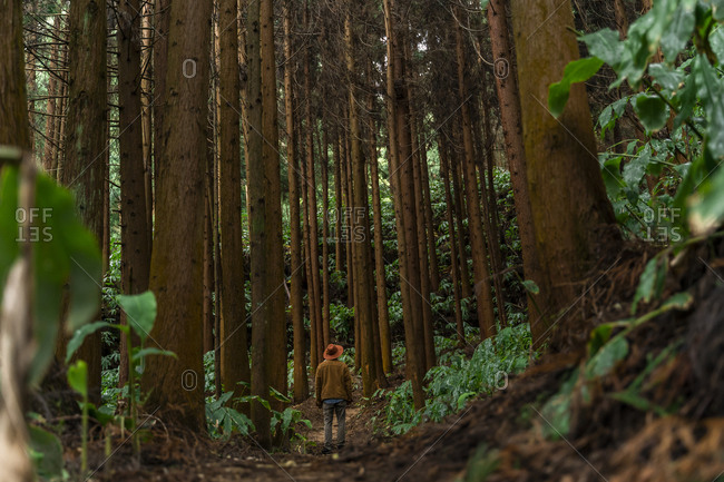 Man standing on forest path surrounded by trees- Sao Miguel Island- Azores- Portugal