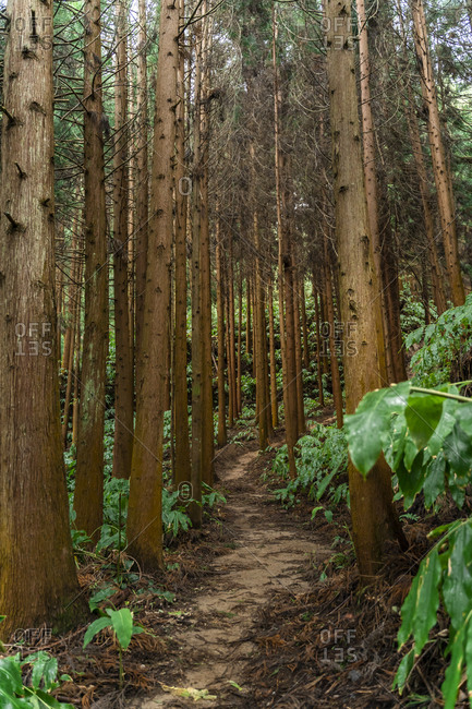 Forest path- Sao Miguel Island- Azores- Portugal