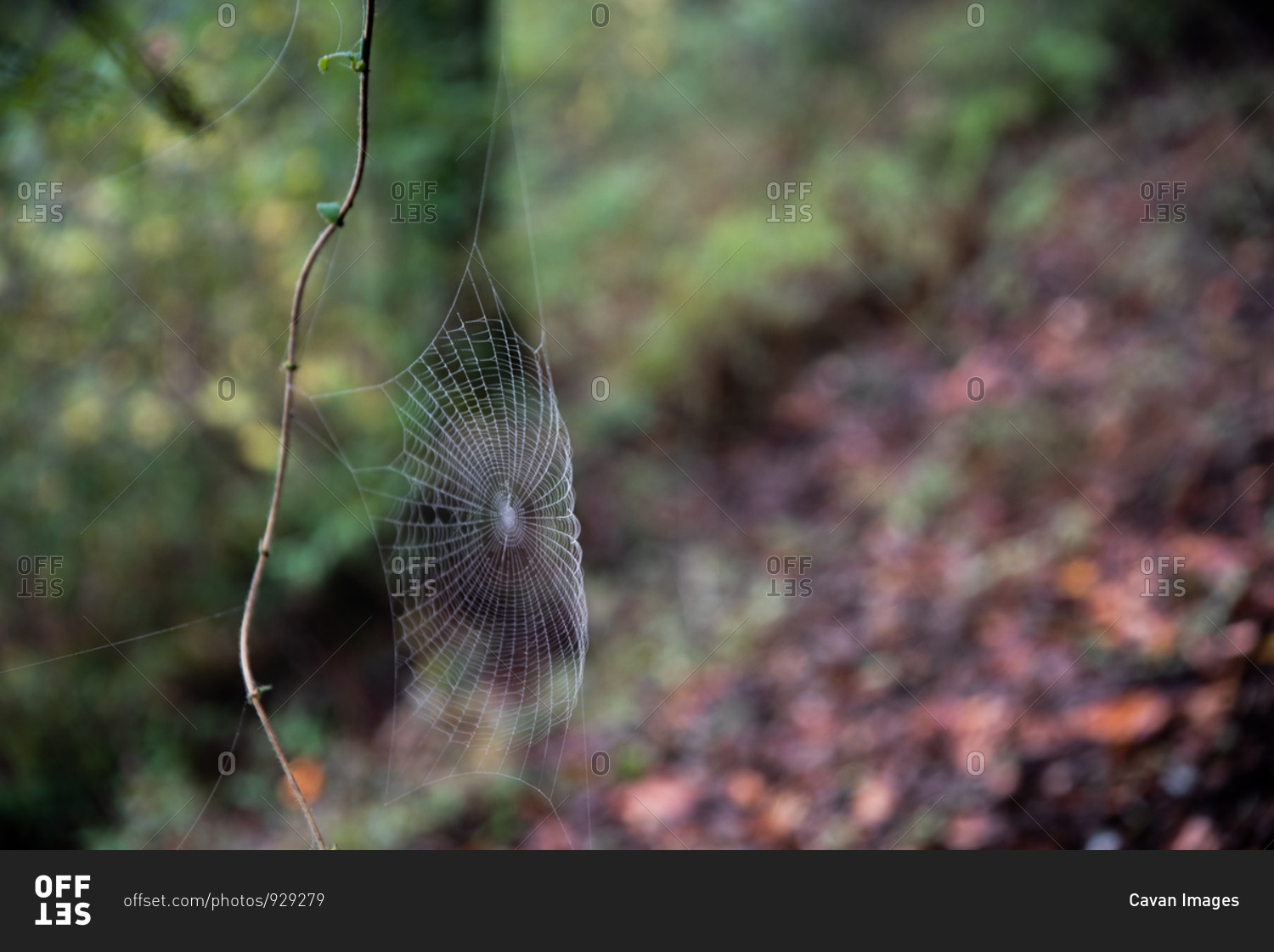Spider web with dew on it built onto vine above forest floor
