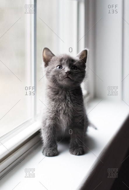 Close up of adorable gray kitten sitting on a window ledge looking up.