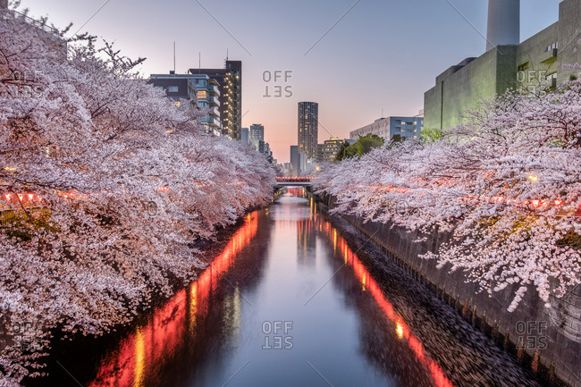 Cherry blossom trees along the Nakameguro canal, which is popular viewing spot in Tokyo, Japan