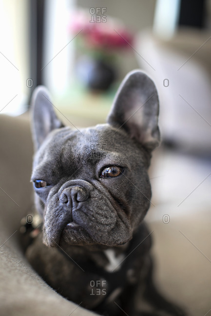 Gray frenchie hot sale