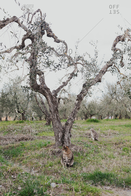 Cats sitting by a centuries-old olive tree on a farm in Tuscany