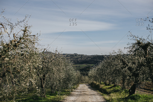 An olive tree-lined farm road with Tuscan hills on the background