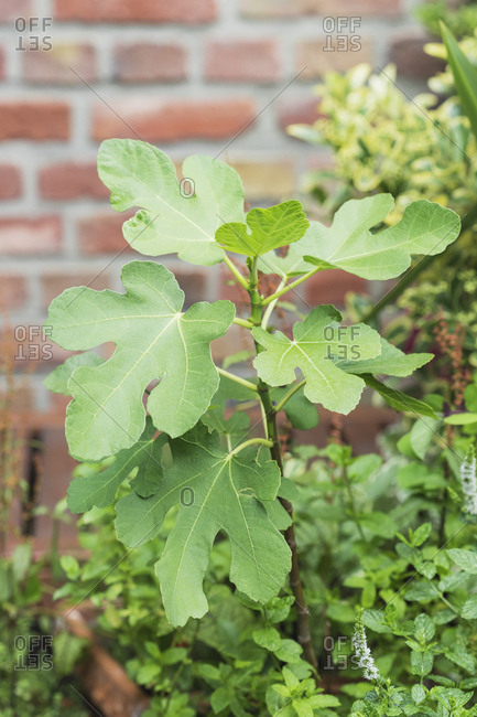 Close-up of growing fig (Ficus carica)