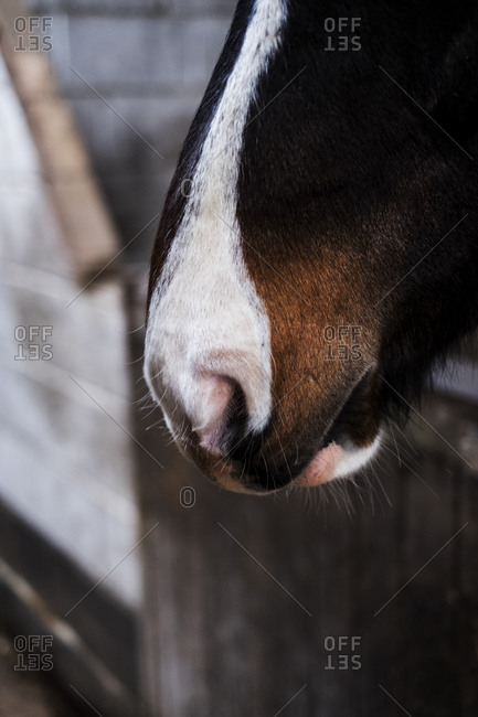 Close up of brown horse with white nose.