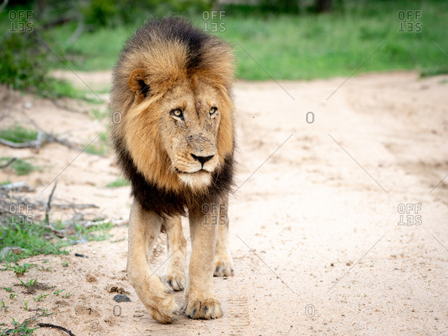 A male lion, Panthera leo, walks towards camera, looking out of frame, big mane