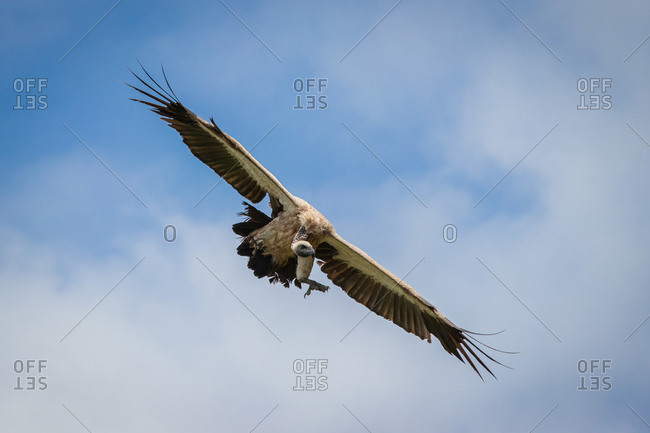 A white-backed vulture, Gyps africanus, flies with wings spread, mid air, against a blue sky with clouds.