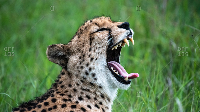 The head of a cheetah, Acinonyx jubatus jubatus, as it yawns, teeth and tongue showing, eyes closed