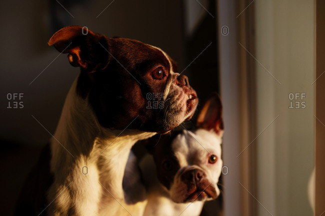 Two Boston Terriers by window at sunset