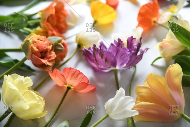 Variety of colorful flowers on white background