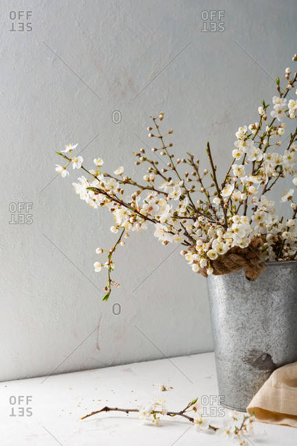 Spring cherry twigs in vintage vase o white table