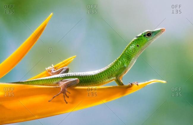 Portrait of a lizard on a flower petal, Indonesia