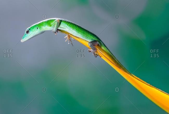 Portrait of a lizard on a flower petal, Indonesia