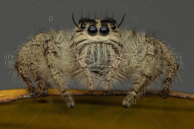 Close-up of a jumping spider, Indonesia