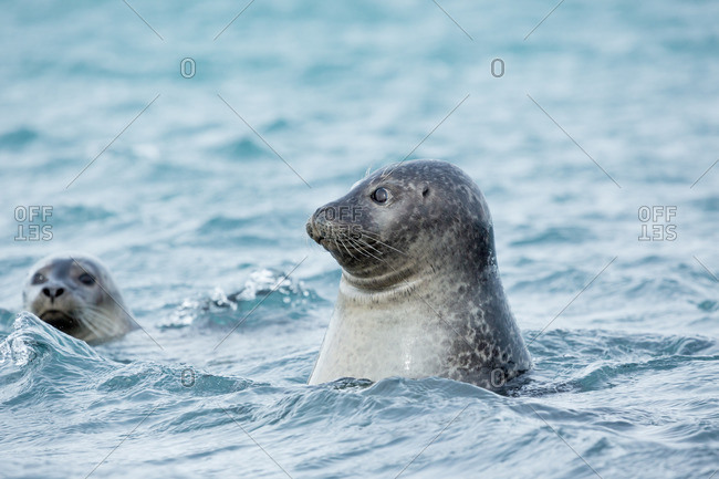 Curious seal, lagoon of Jokulsarlon