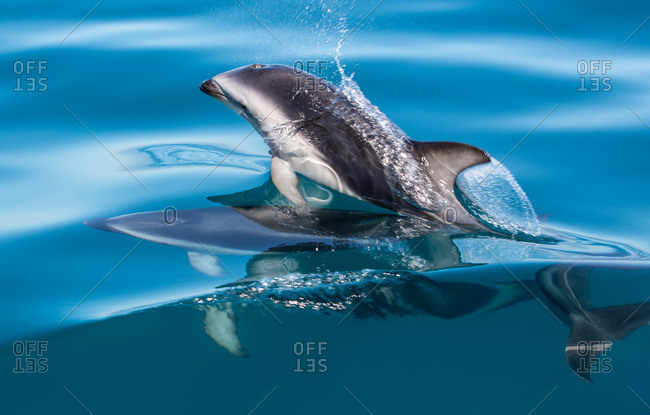 leaping dusky dolphin