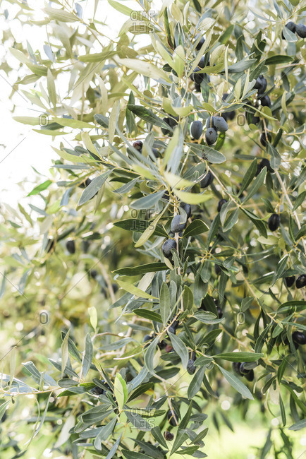 Olives on the tree, olive bush in Greece