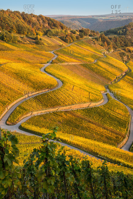 Autumn vineyard landscape at the Moselle.
