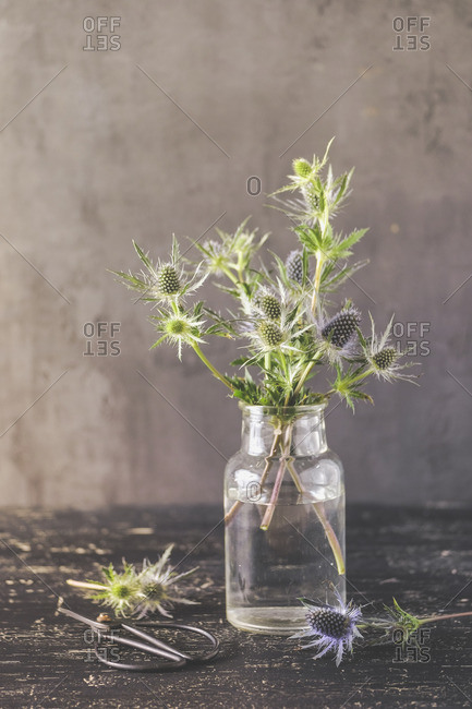 Blue thistle branches in a glass vase in front of a dark vintage background