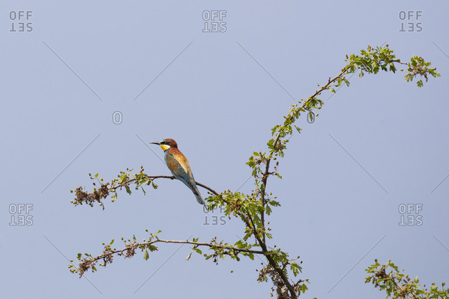Bee-eater, Merops apiaster, sits on branch