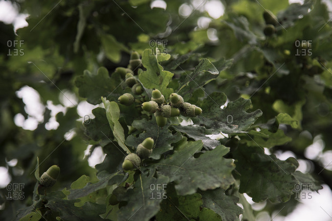 Bielefeld-Schildesche, sunny day in August, oak tree, acorns
