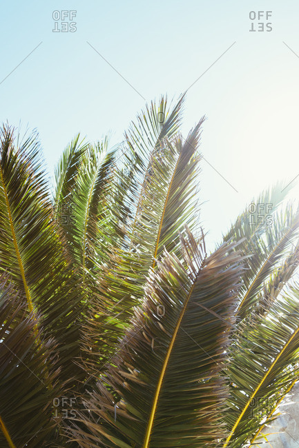 Palm branches in the summer sun on the island of Formentera,