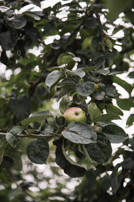 Green apples on a tree in August