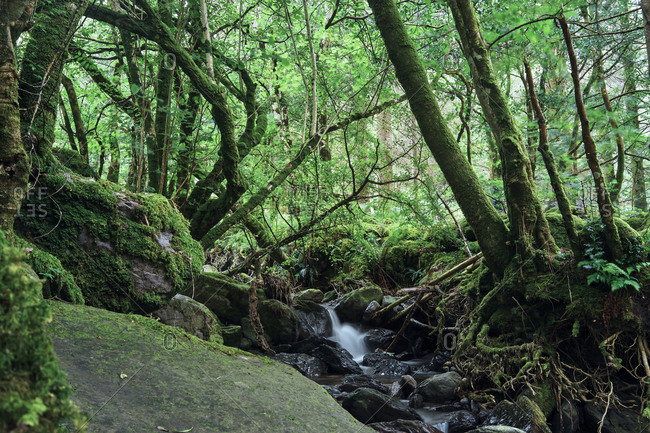 Stream of pure water flowing in the middle of an Irish forest