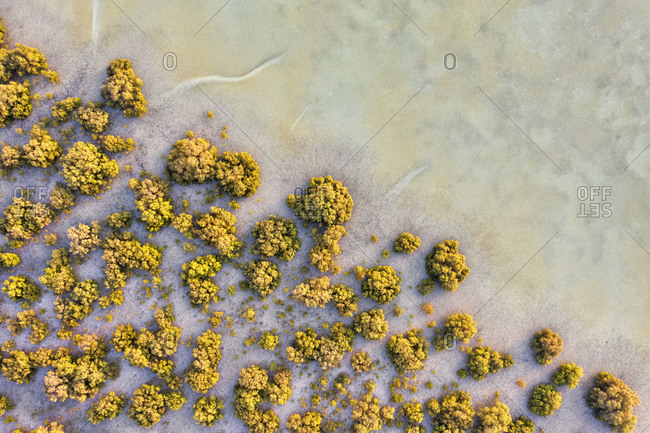 Aerial view of sand with vegetation Abu Dhabi, United Arab Emirates