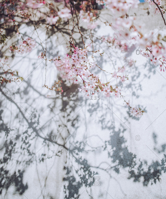 Blossoms on a tree on a sunny spring day
