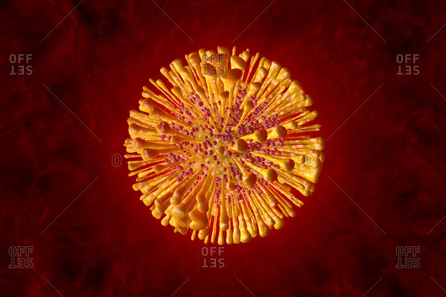 3D Rendered Illustration of an anatomically correct interpretation of the COVID19 Virus- also known as Corona Virus