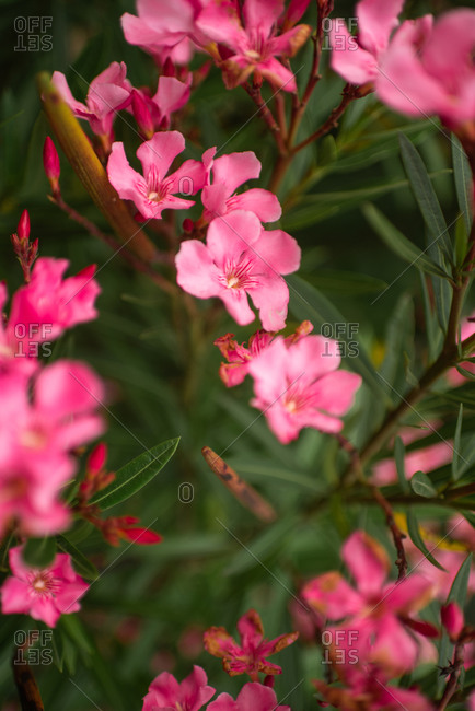 Close-up of pink oleanders blooms